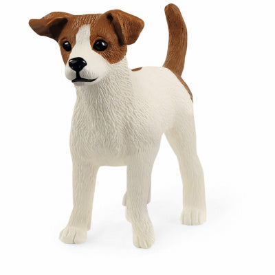 Jack Russell Terrier