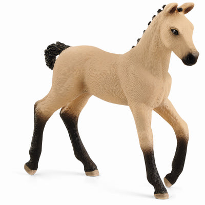 Hannoverian Foal