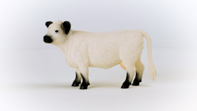 Galloway Cow