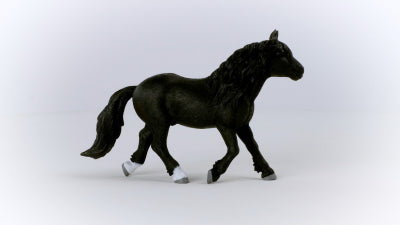 Noriker Stallion