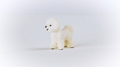 White Bichon Frise
