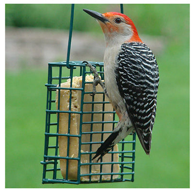SGL Suet Cage Feeder