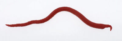 Pure Fishing Inc. GEBW-BY SW Extruded Bloodworm