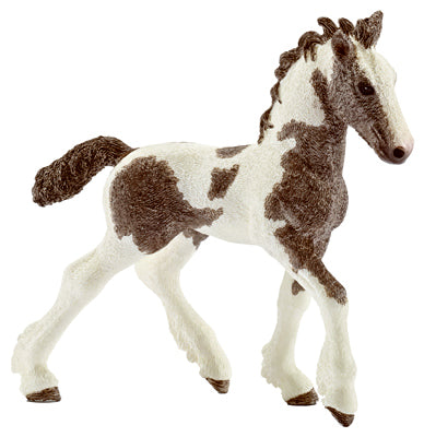 BRN/WHT Tinker Foal
