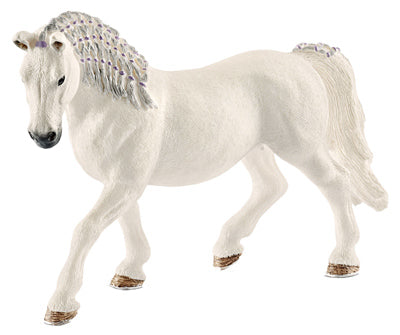 WHT Lipizzaner Mare